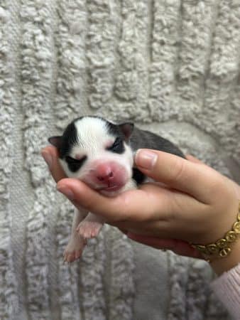 Image de la portée de chiot de l'élévage POMSKY FAMILY