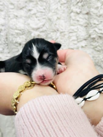 Image de la portée de chiot de l'élévage POMSKY FAMILY