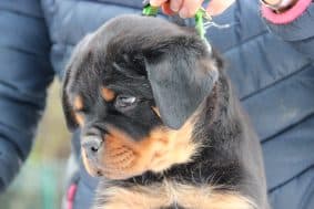 Chiots de race Rottweiler à vendre chez l'éleveur Of legend mysteria