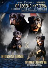 Chiots de race Rottweiler à vendre chez l'éleveur Of legend mysteria