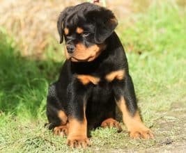 Chiots de race Rottweiler à vendre chez l'éleveur VOM OWANE’S PARADISE