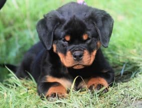 Chiots de race Rottweiler à vendre chez l'éleveur VOM OWANE’S PARADISE