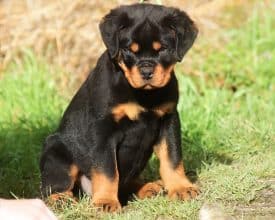 Chiots de race Rottweiler à vendre chez l'éleveur VOM OWANE’S PARADISE