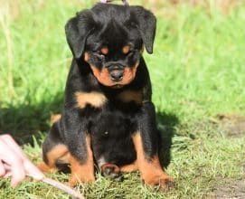 Chiots de race Rottweiler à vendre chez l'éleveur VOM OWANE’S PARADISE