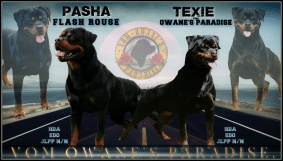 Chiots de race Rottweiler à vendre chez l'éleveur VOM OWANE’S PARADISE