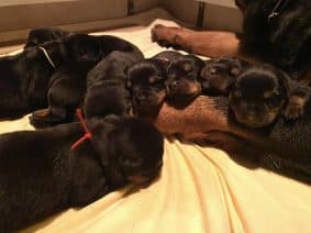 Chiots de race Rottweiler à vendre chez l'éleveur JOUBIN EMMANUEL