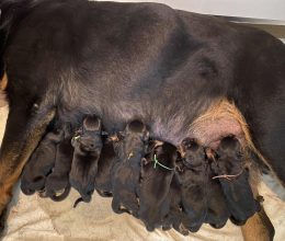 Chiots de race Rottweiler à vendre chez l'éleveur JOUBIN EMMANUEL