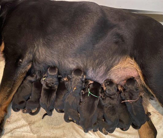 Image de la portée de chiot de l'élévage JOUBIN EMMANUEL