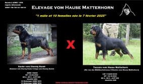 Chiots de race Rottweiler à vendre chez l'éleveur JOUBIN EMMANUEL