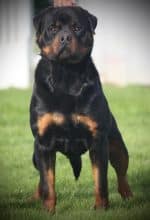 Chiots de race Rottweiler à vendre chez l'éleveur JOUBIN EMMANUEL