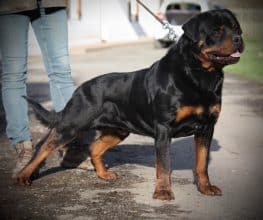 Chiots de race Rottweiler à vendre chez l'éleveur JOUBIN EMMANUEL