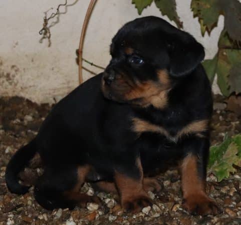 Image de la portée de chiot de l'élévage DE LA LICORNE NOIRE NIVELLE