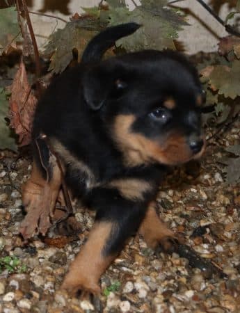 Image de la portée de chiot de l'élévage DE LA LICORNE NOIRE NIVELLE