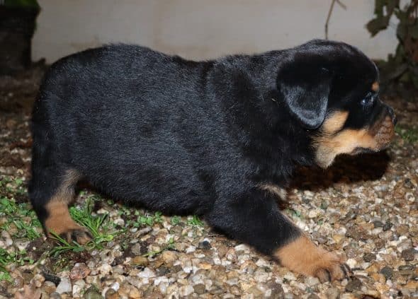 Image de la portée de chiot de l'élévage DE LA LICORNE NOIRE NIVELLE