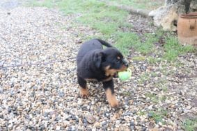 Chiots de race Rottweiler à vendre chez l'éleveur DE LA LICORNE NOIRE NIVELLE