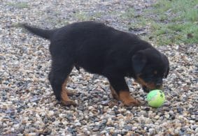 Chiots de race Rottweiler à vendre chez l'éleveur DE LA LICORNE NOIRE NIVELLE