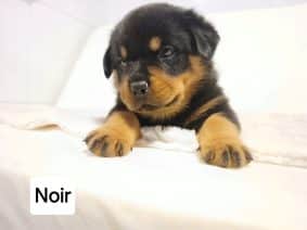 Chiots de race Rottweiler à vendre chez l'éleveur DUVALHALLA DES ANGES NOIRS