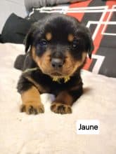 Chiots de race Rottweiler à vendre chez l'éleveur DUVALHALLA DES ANGES NOIRS