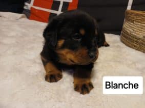 Chiots de race Rottweiler à vendre chez l'éleveur DUVALHALLA DES ANGES NOIRS