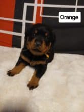 Chiots de race Rottweiler à vendre chez l'éleveur DUVALHALLA DES ANGES NOIRS