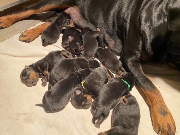 Image de la portée de chiot de l'élévage JOUBIN EMMANUEL