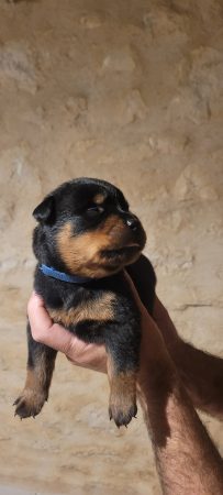 Image de la portée de chiot de l'élévage LES PRINCES DE CALVIGNAC