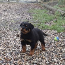 Chiots de race Rottweiler à vendre chez l'éleveur DE LA LICORNE NOIRE NIVELLE