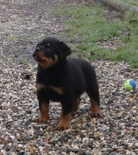 Chiots de race Rottweiler à vendre chez l'éleveur DE LA LICORNE NOIRE NIVELLE