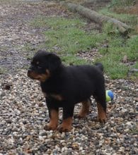 Chiots de race Rottweiler à vendre chez l'éleveur DE LA LICORNE NOIRE NIVELLE