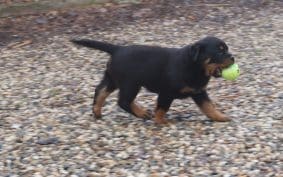 Chiots de race Rottweiler à vendre chez l'éleveur DE LA LICORNE NOIRE NIVELLE