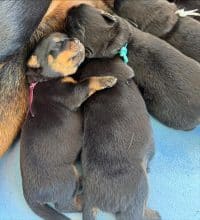 Chiots de race Rottweiler à vendre chez l'éleveur LES GARDIENS D ARAE FLAVIAE