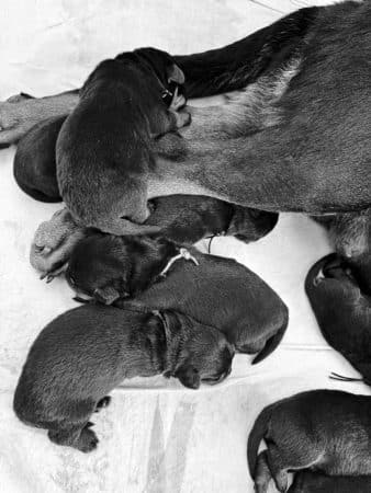 Image de la portée de chiot de l'élévage LES GARDIENS D ARAE FLAVIAE