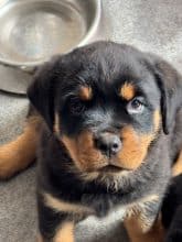 Chiots de race Rottweiler à vendre chez l'éleveur des Gardiens d’Araé Flaviaé