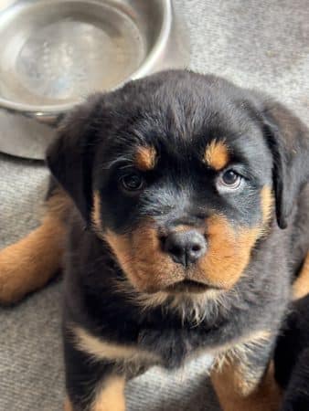 Image de la portée de chiot de l'élévage des Gardiens d’Araé Flaviaé