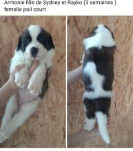 Chiots de race Saint Bernard à vendre chez l'éleveur ELEVAGE DE LA FAUBRETIERE