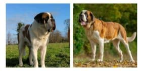 Chiots de race Saint Bernard à vendre chez l'éleveur ELEVAGE DE LA FAUBRETIERE