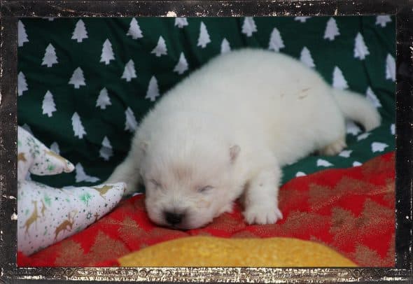 Image de la portée de chiot de l'élévage DES GUERRIERS CHIPPEWAS