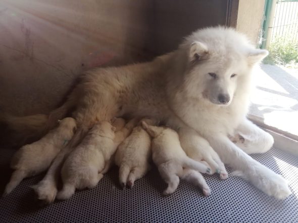 Image de la portée de chiot de l'élévage DU DOMAINE D’ILOU – FERME DE LA JARILLAIS