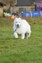 Chiots de race Samoyede à vendre chez l'éleveur EARL ELEVAGE DE CALI