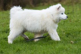 Chiots de race Samoyede à vendre chez l'éleveur EARL ELEVAGE DE CALI