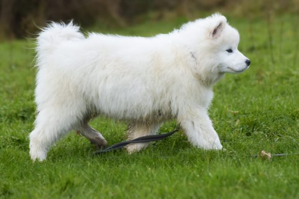 Image de la portée de chiot de l'élévage EARL ELEVAGE DE CALI