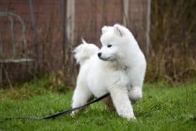 Chiots de race Samoyede à vendre chez l'éleveur EARL ELEVAGE DE CALI