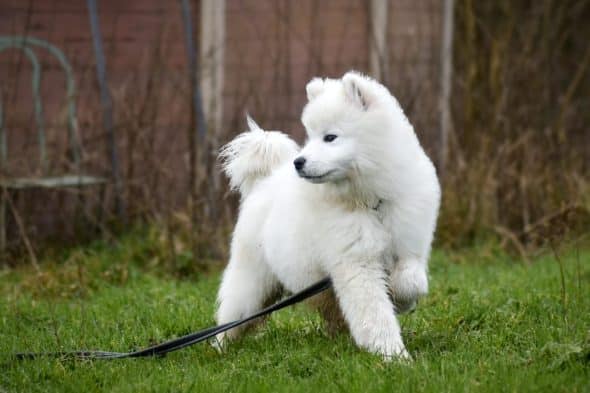 Image de la portée de chiot de l'élévage EARL ELEVAGE DE CALI