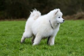 Chiots de race Samoyede à vendre chez l'éleveur EARL ELEVAGE DE CALI