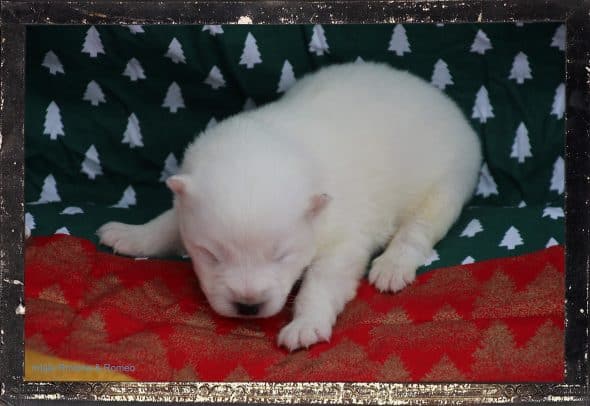 Image de la portée de chiot de l'élévage DES GUERRIERS CHIPPEWAS