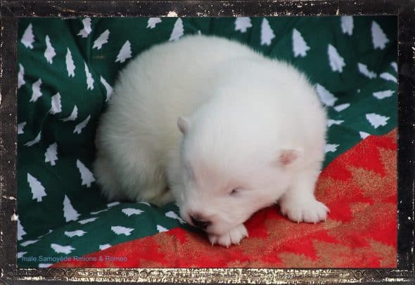 Image de la portée de chiot de l'élévage DES GUERRIERS CHIPPEWAS