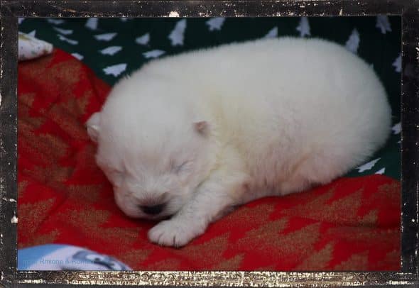 Image de la portée de chiot de l'élévage DES GUERRIERS CHIPPEWAS