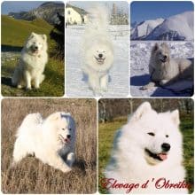 Chiots de race Samoyede à vendre chez l'éleveur D OBREIKA