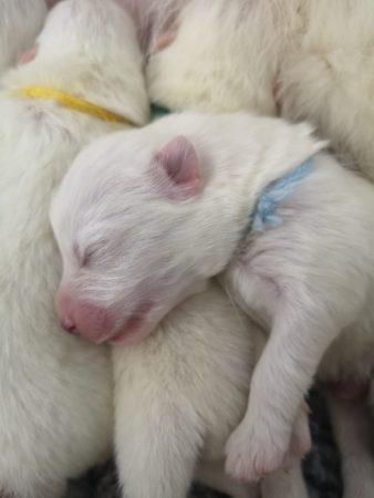 Image de la portée de chiot de l'élévage DES BERGERS DE CORAIL