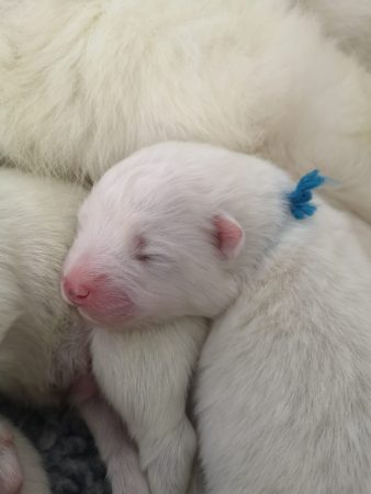 Image de la portée de chiot de l'élévage DES BERGERS DE CORAIL